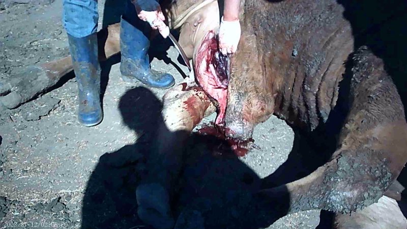 Dead cow with 'water belly' at Feedlot
