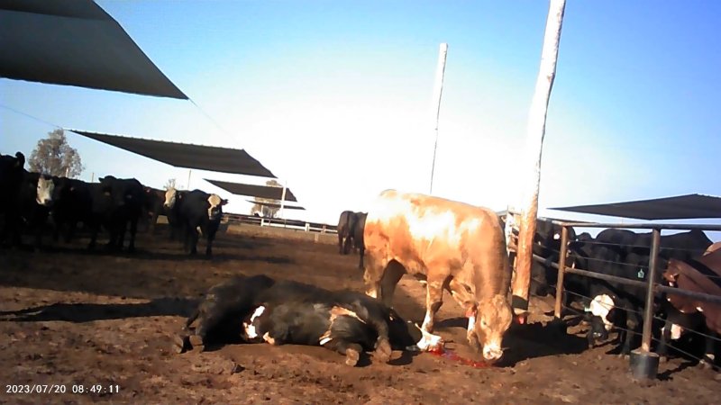 Dead cow at Feedlot