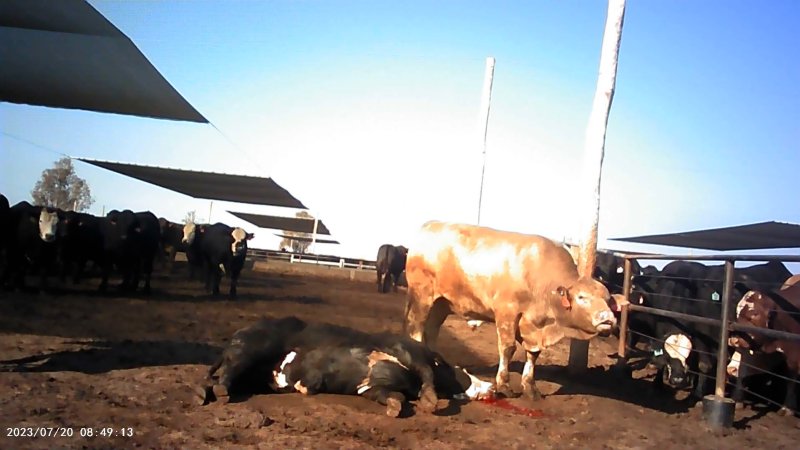 Dead cow at Feedlot