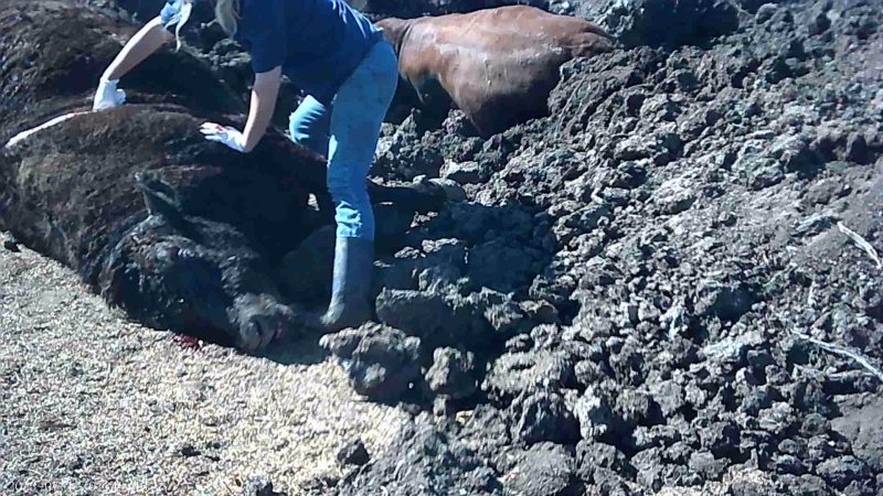 Dead cow at Feedlot