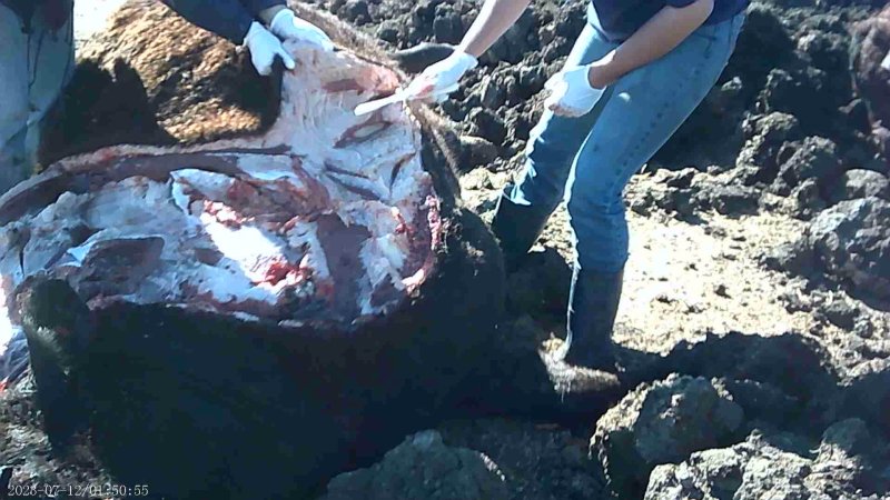 Autopsy on dead cow at feedlot