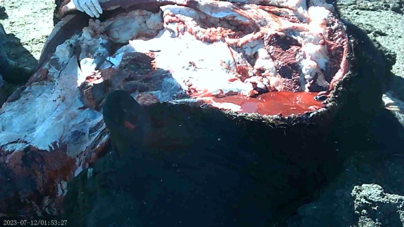 Autopsy on dead cow at feedlot
