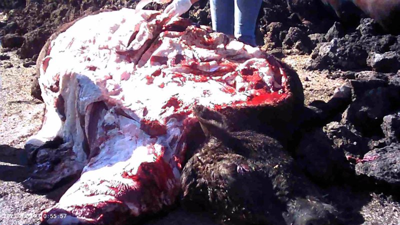 Autopsy on dead cow at feedlot