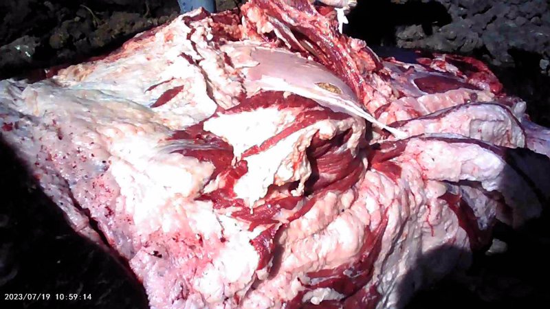 Autopsy on dead cow at feedlot