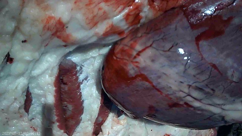 Autopsy on dead cow at feedlot