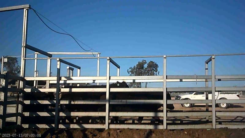 Cows at Feedlot