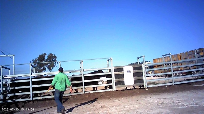 Cows at feedlot transported to slaughter