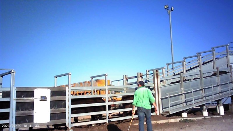 Cows at feedlot transported to slaughter