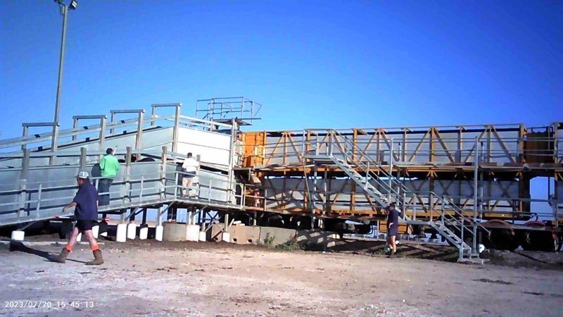 Cows at feedlot transported to slaughter
