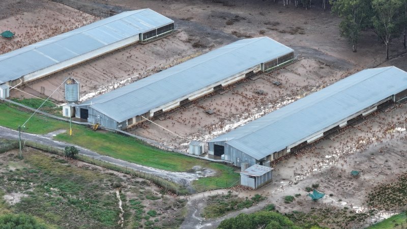 Oroolong Park Free Range Eggs