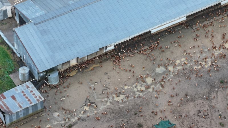 Oroolong Park Free Range Eggs