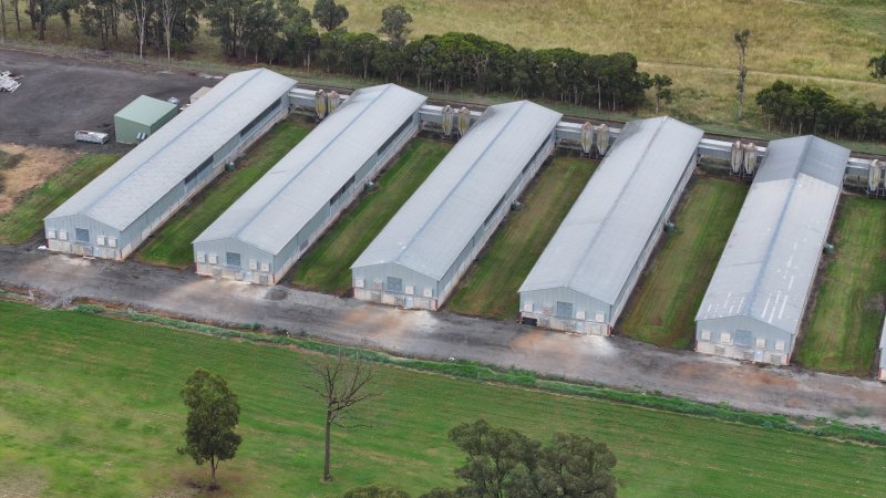 Pirovic Barn Eggs