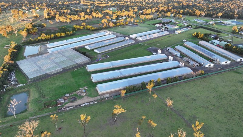 Bartolo Turkey Farm