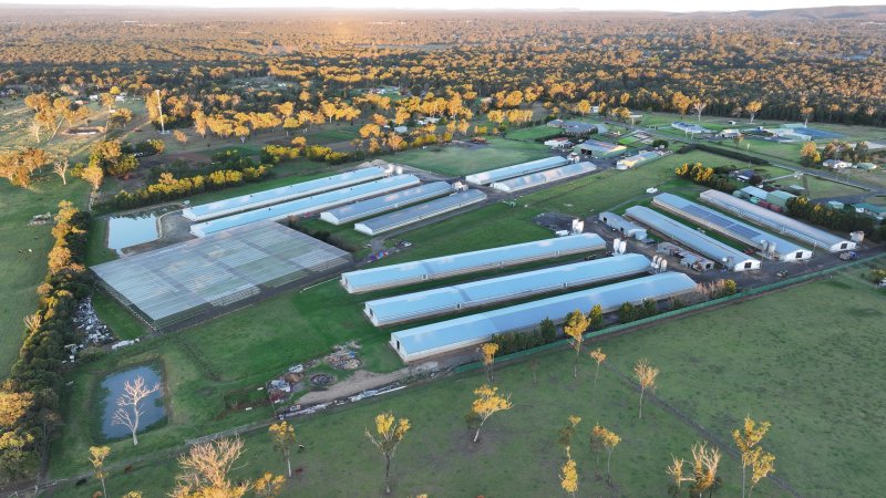 Bartolo Turkey Farm