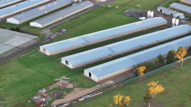 Bartolo Turkey Farm