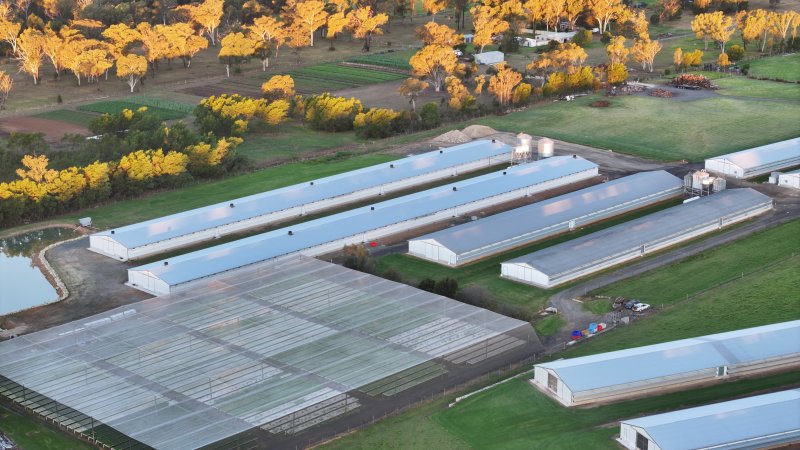 Bartolo Turkey Farm