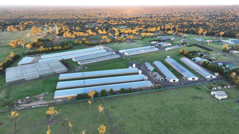 Bartolo Turkey Farm