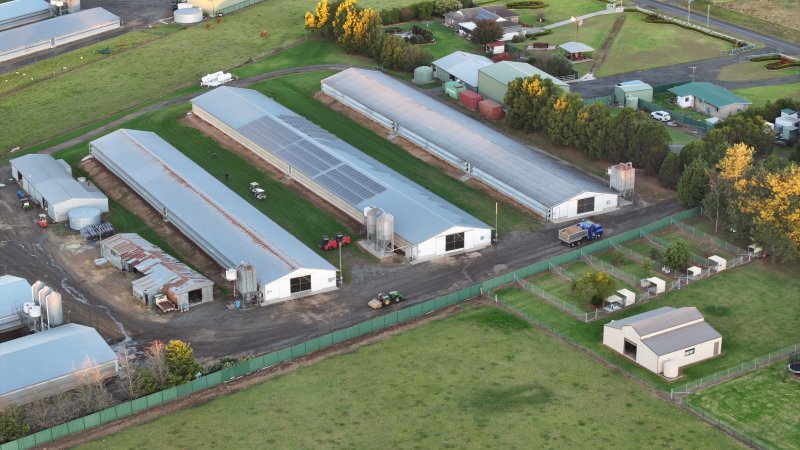 Bartolo Turkey Farm
