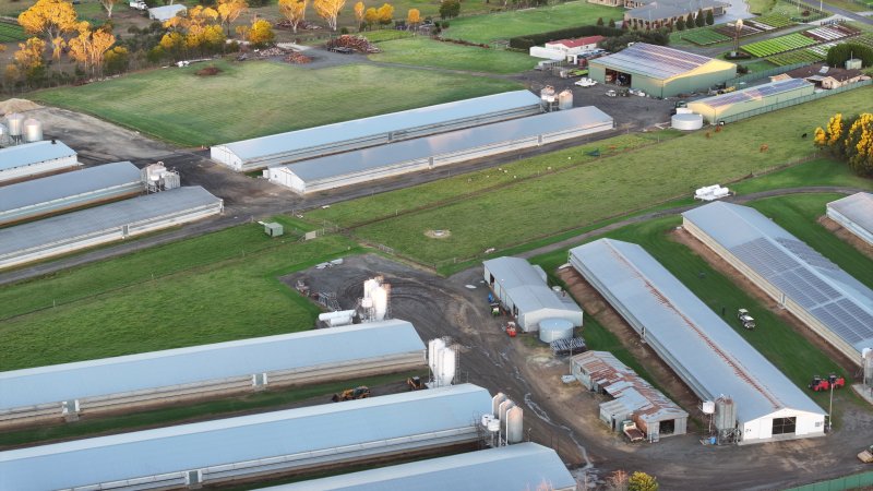Bartolo Turkey Farm