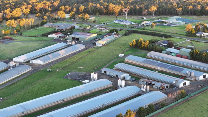 Bartolo Turkey Farm