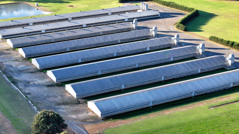 Yanderra Turkey Farm