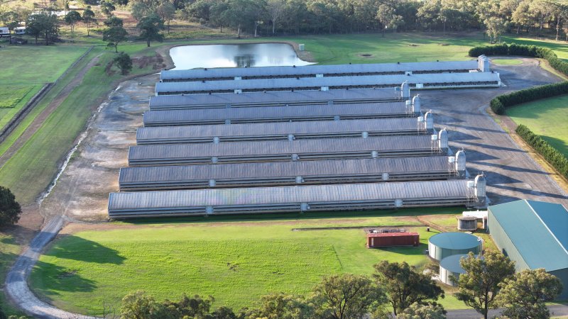 Yanderra Turkey Farm