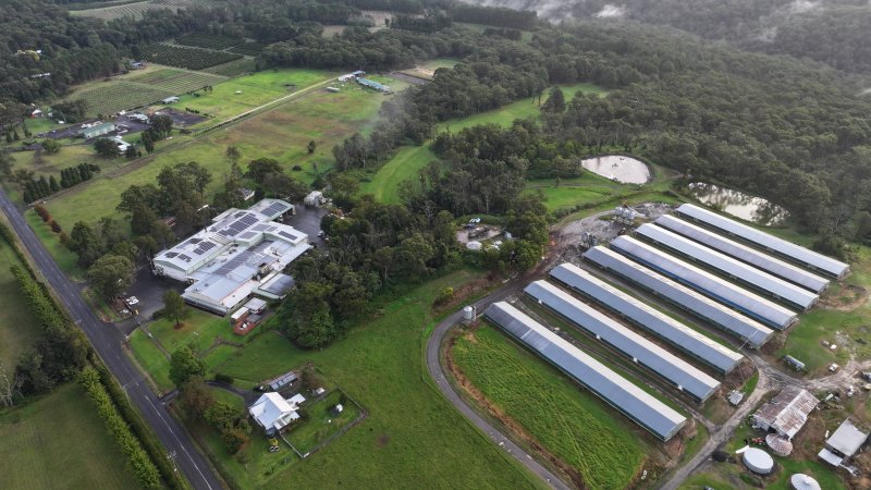 Rosjo Broilers