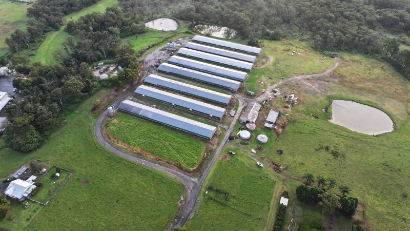 Rosjo Broilers