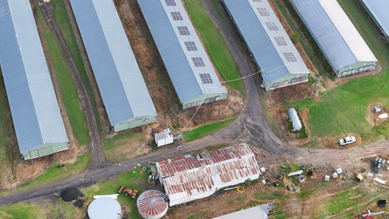 Rosjo Broilers
