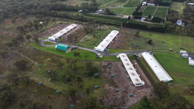 Mangrove Mountain Free Range Egg Facility