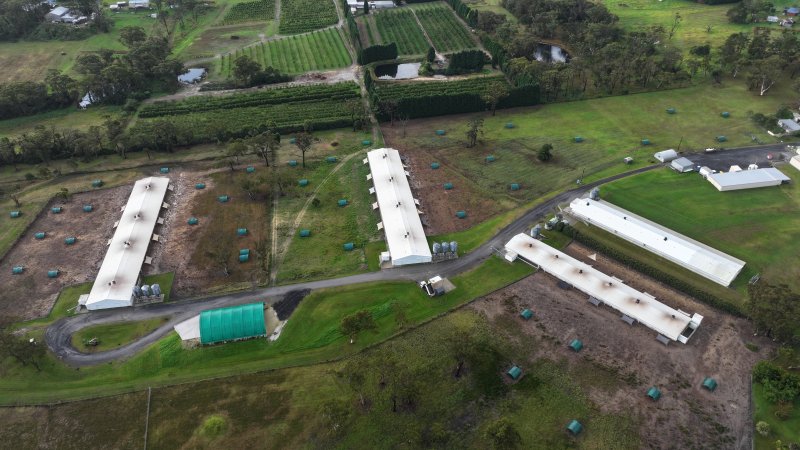 Mangrove Mountain Free Range Egg Facility