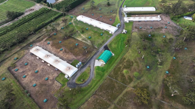 Mangrove Mountain Free Range Egg Facility