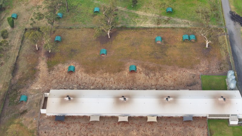 Mangrove Mountain Free Range Egg Facility