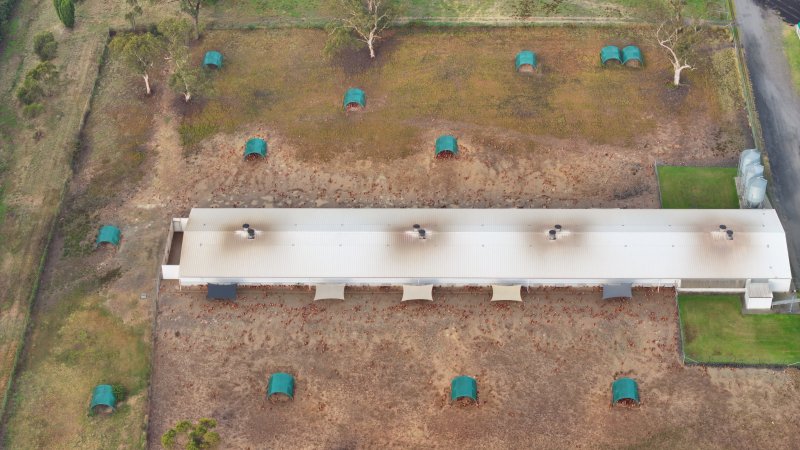Mangrove Mountain Free Range Egg Facility