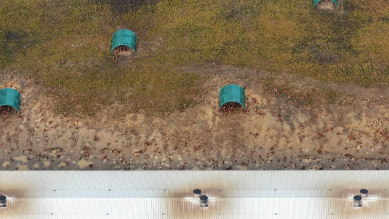 Mangrove Mountain Free Range Egg Facility