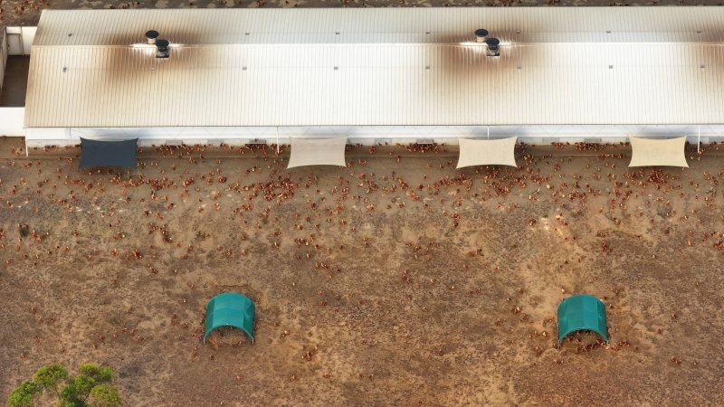 Mangrove Mountain Free Range Egg Facility