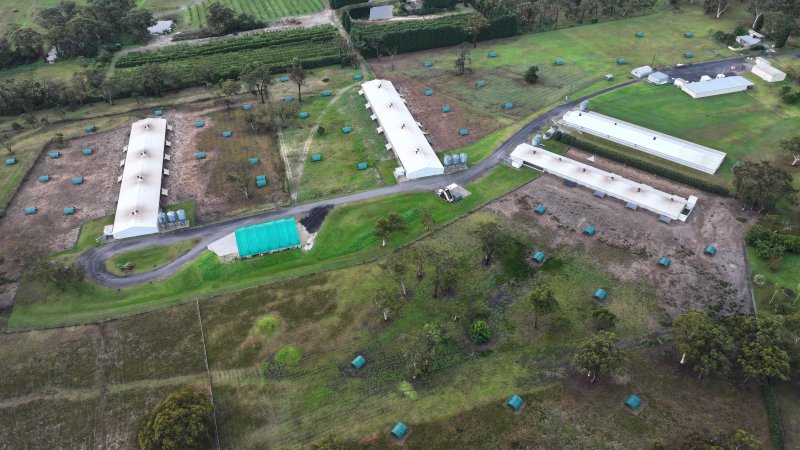Mangrove Mountain Free Range Egg Facility