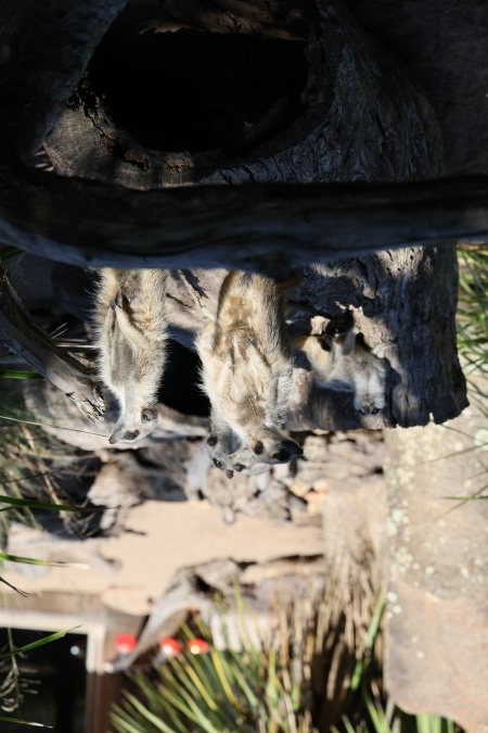 Meerkats at Symbio Wildlife Park