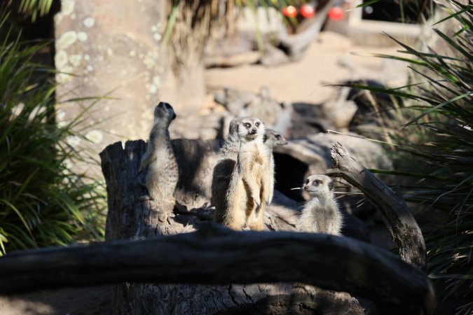 Meekats at Symbio Wildlife Park