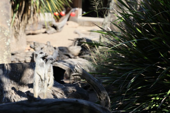 Symbio Wildlife Park
