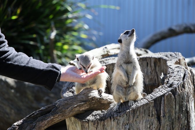 Symbio Wildlife Park
