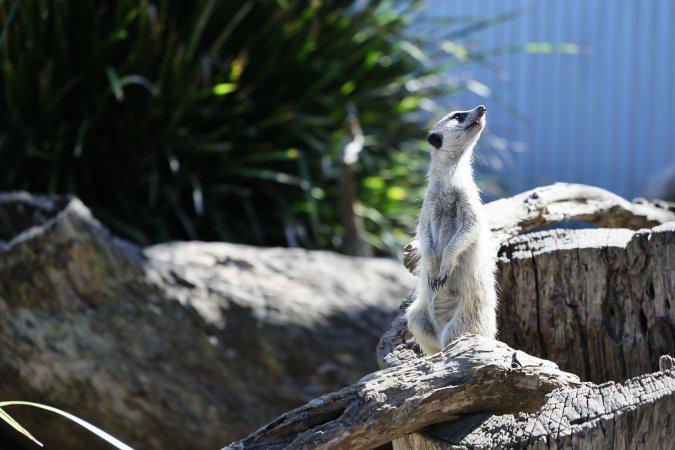 Symbio Wildlife Park