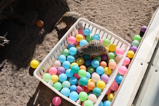 Symbio Wildlife Park