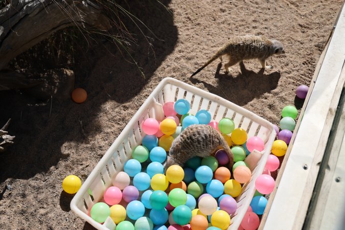 Symbio Wildlife Park