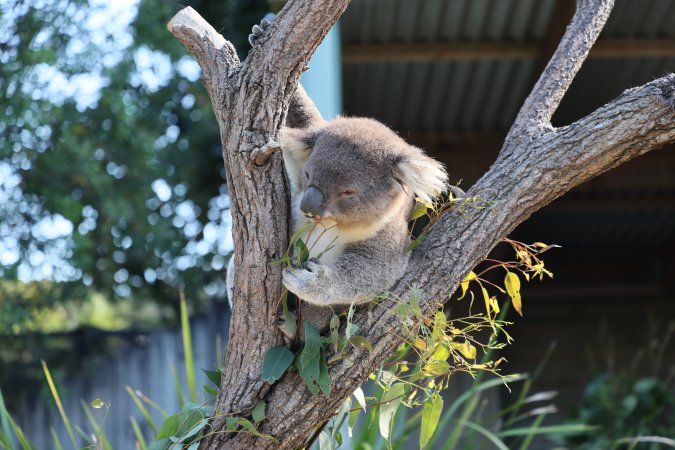 Symbio Wildlife Park