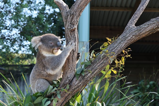 Symbio Wildlife Park