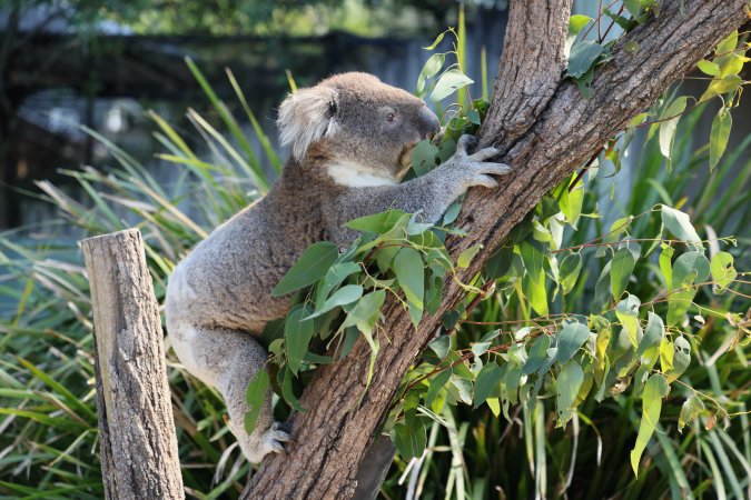 Symbio Wildlife Park