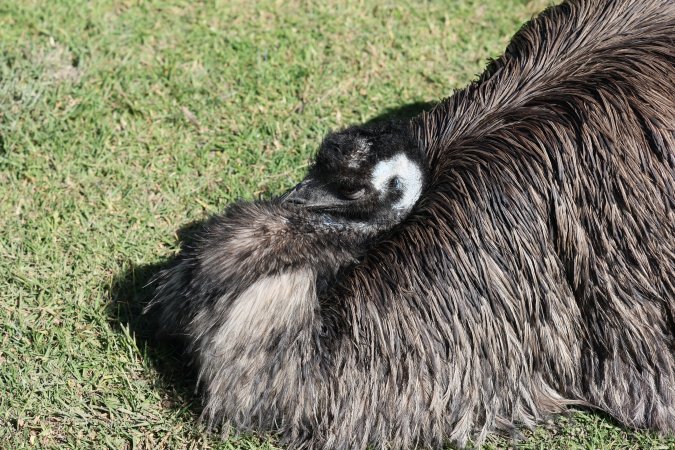Symbio Wildlife Park