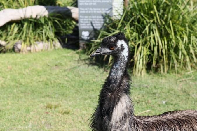 Symbio Wildlife Park