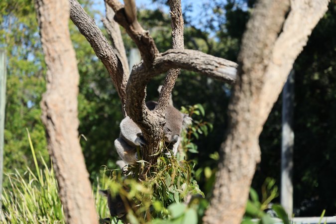 Symbio Wildlife Park